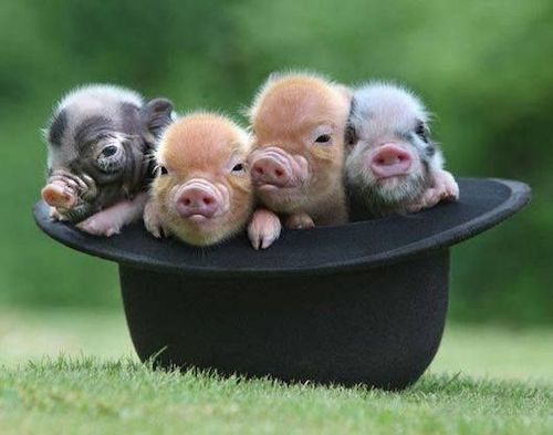 Mipig Family 飼育情報